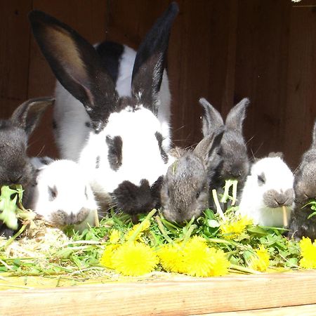 Bio-Bauernhof Bachangerhof Kossen Luaran gambar
