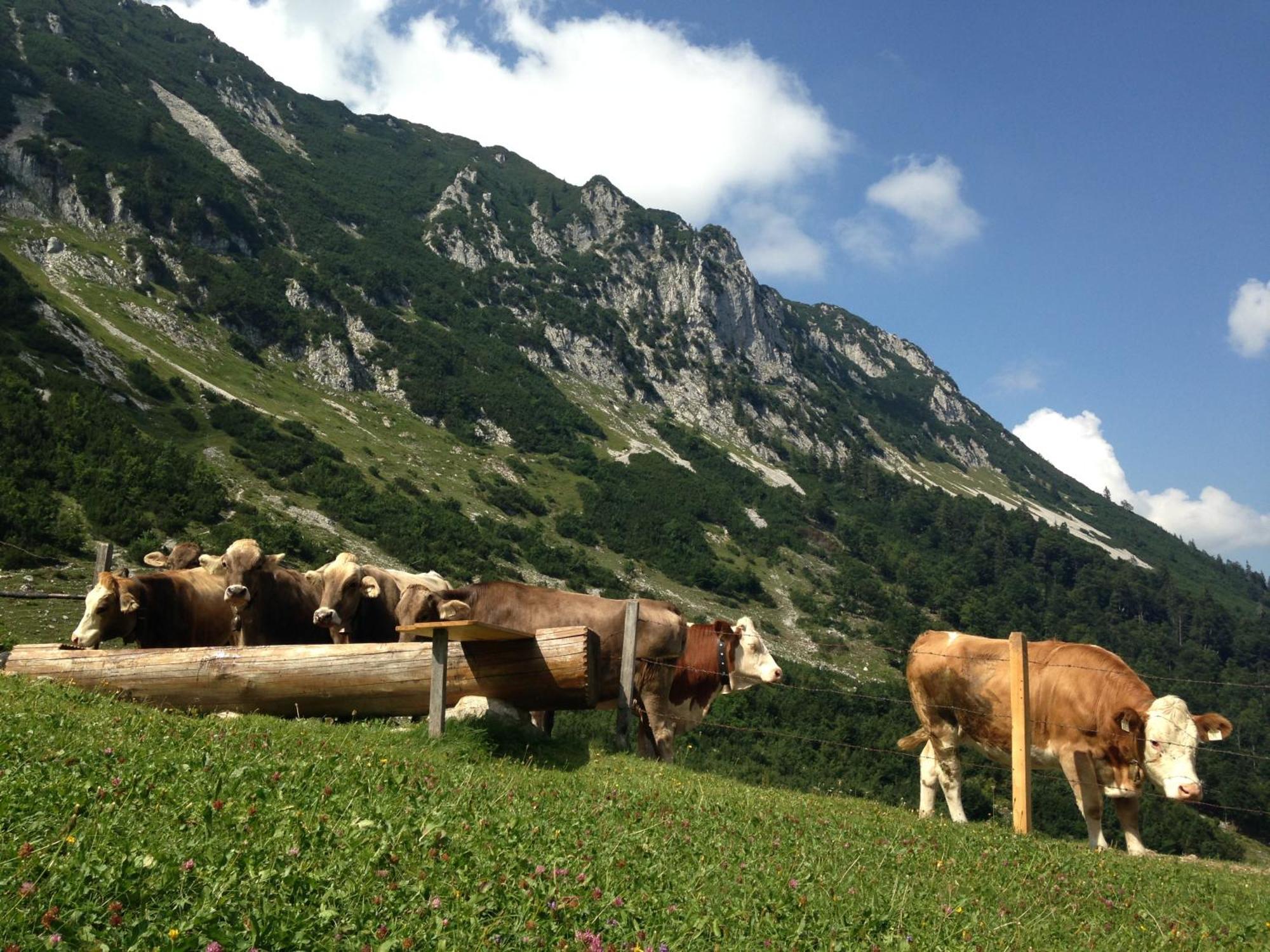 Bio-Bauernhof Bachangerhof Kossen Luaran gambar