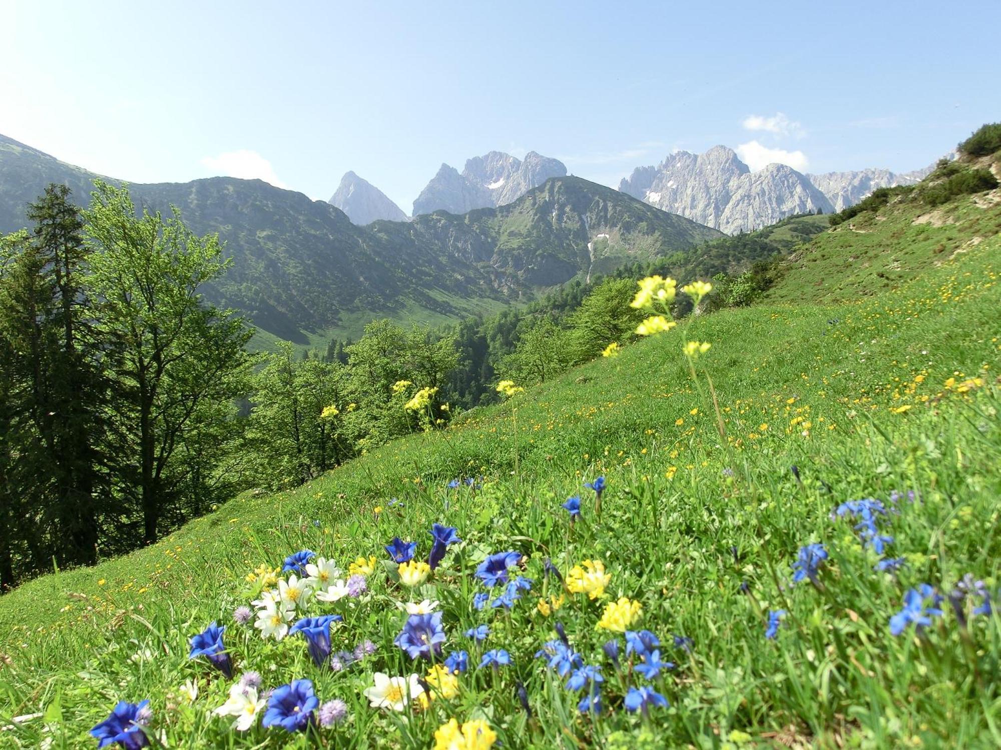 Bio-Bauernhof Bachangerhof Kossen Luaran gambar
